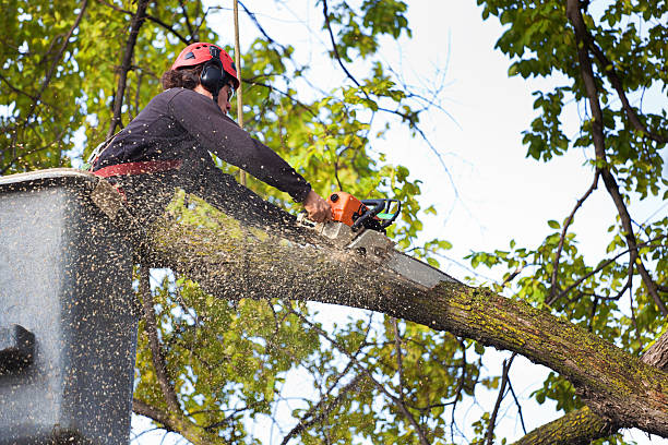 Trusted Blairsville, PA Tree Removal Services Experts