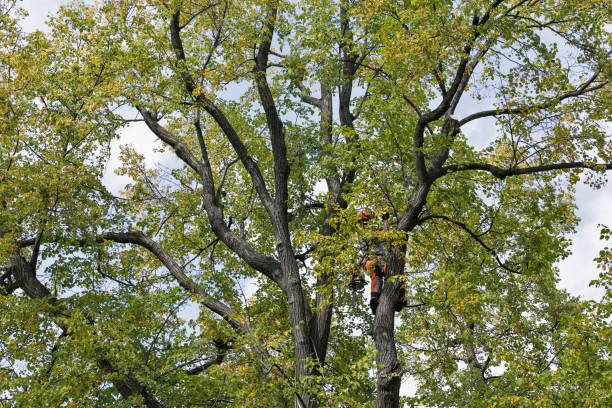 How Our Tree Care Process Works  in  Blairsville, PA